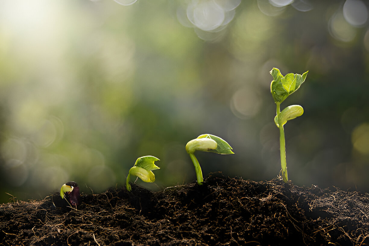 best soil for cannabis